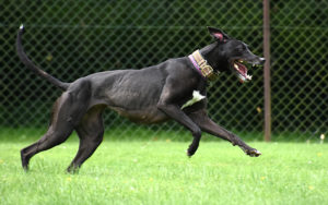 Rosie the lurcher running