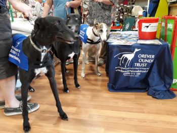 Dogs at adoption awareness event