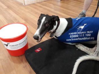 Dog with collection bucket