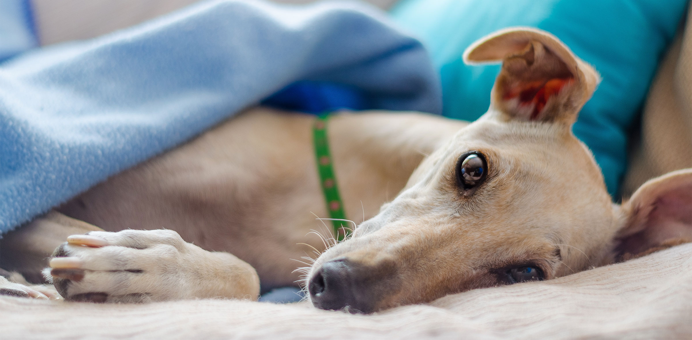 Dog under a blanket