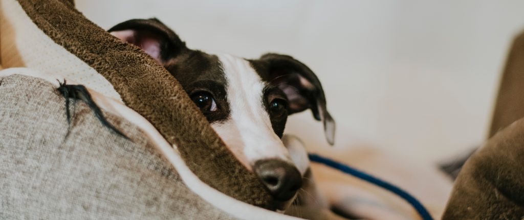 Dog lying in a cosy bed