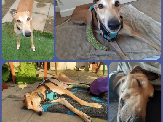 Collage of images of light coloured greyhound with a purple cast on his leg