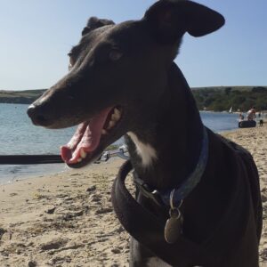 Black greyhound on beach