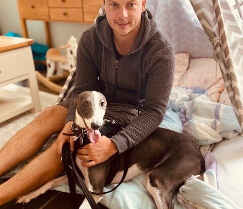 Grey and white whippet lurcher on dog bed with his foster carer