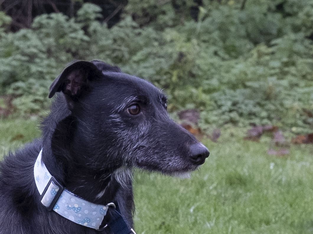 Blue rough hotsell coat lurcher