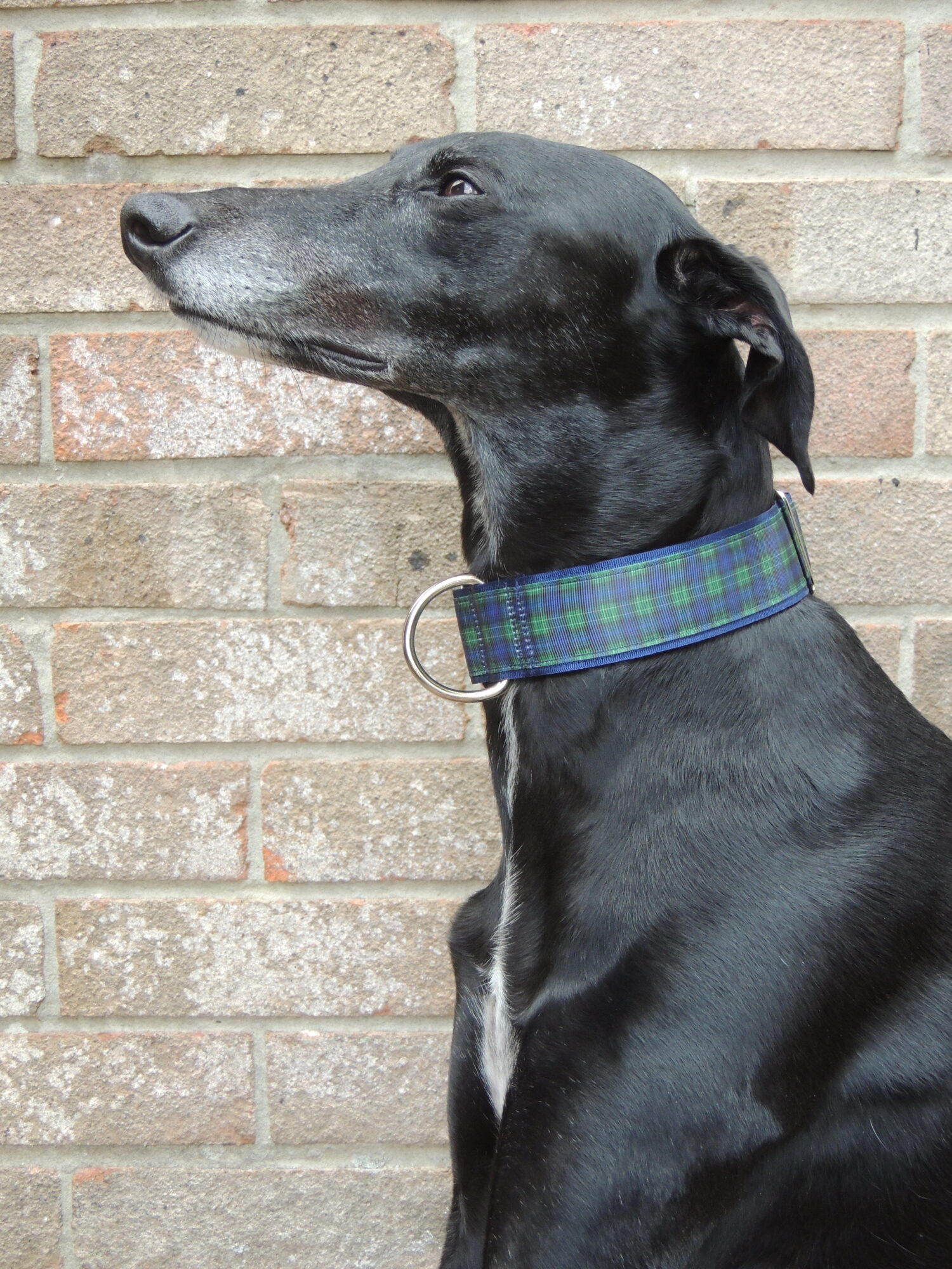 Black watch outlet tartan dog collar