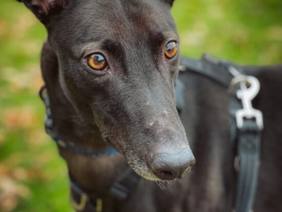 black greyhound called Jethro