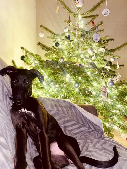 Black greyhound puppy in front of a Christmas tree