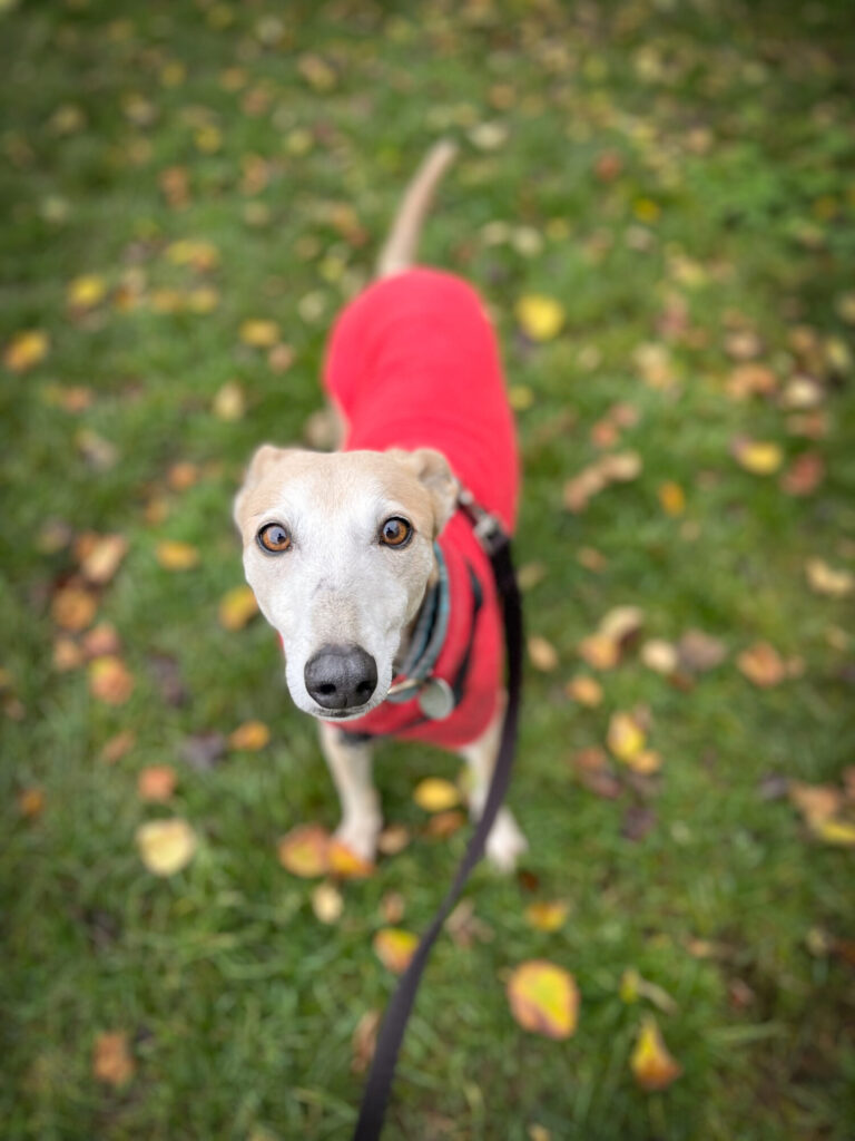 Harry - Forever Hounds Trust