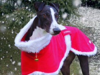 greyhound in Christmas coat