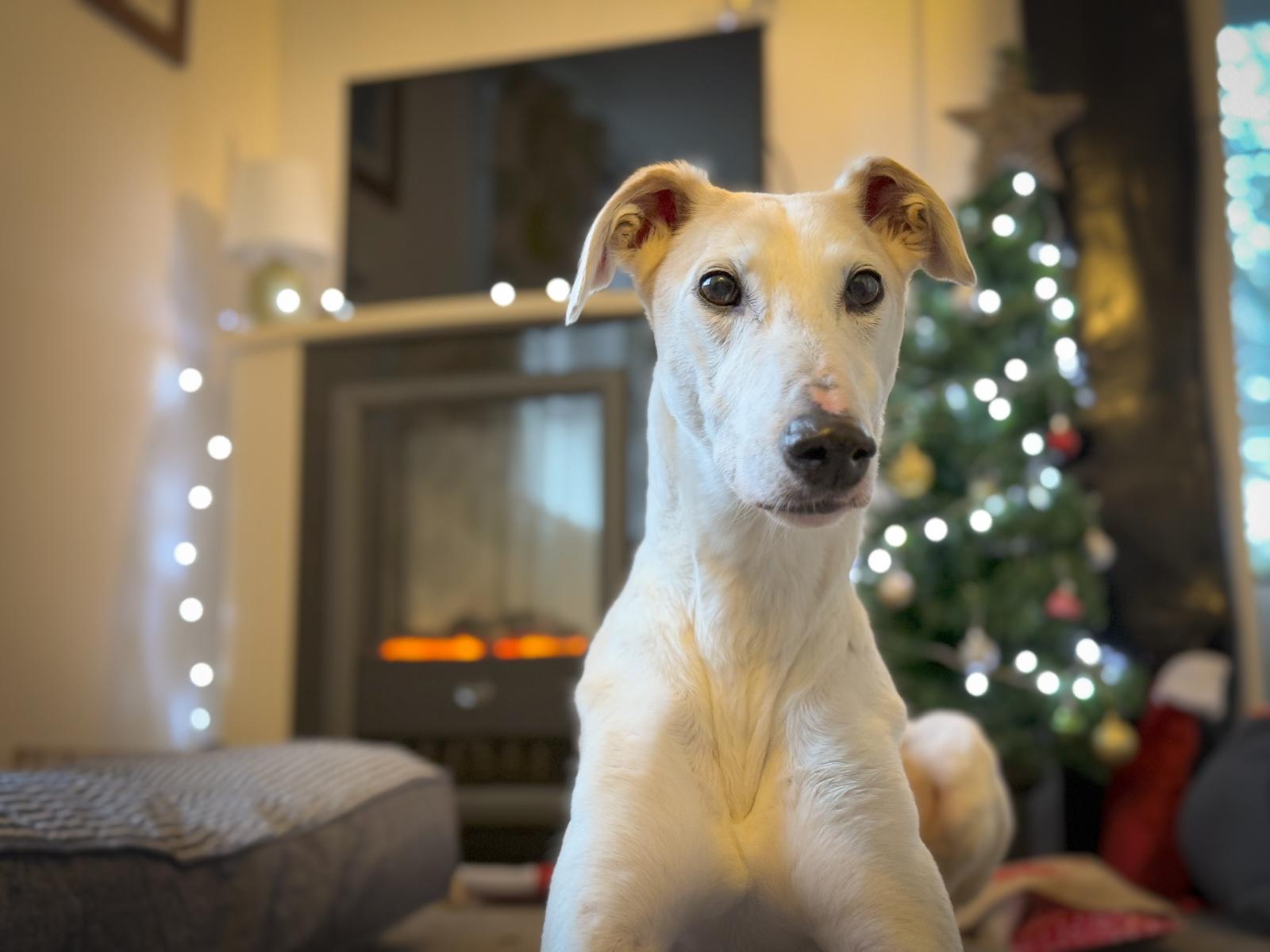 The Rescue Dogs Of Christmas - Forever Hounds Trust