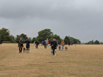 Dogs being walked across a field