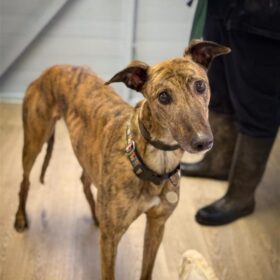 George Brindle Greyhound Boy For Rehoming