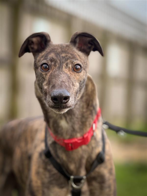 Brindle Greyhound Ritchie Rehoming Rescue
