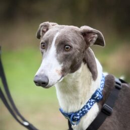 Boone Greyhound rescue & rehoming