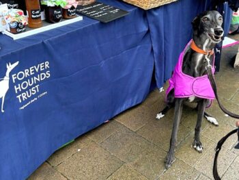 Greyhound in front of stall