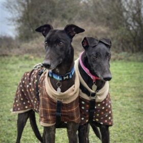 Greyhound pair for adoption