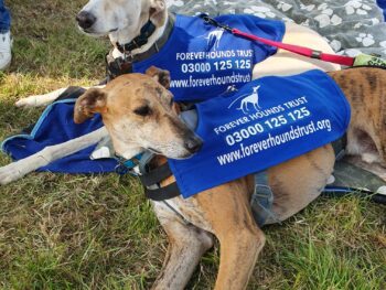 2 Greyhounds lying down