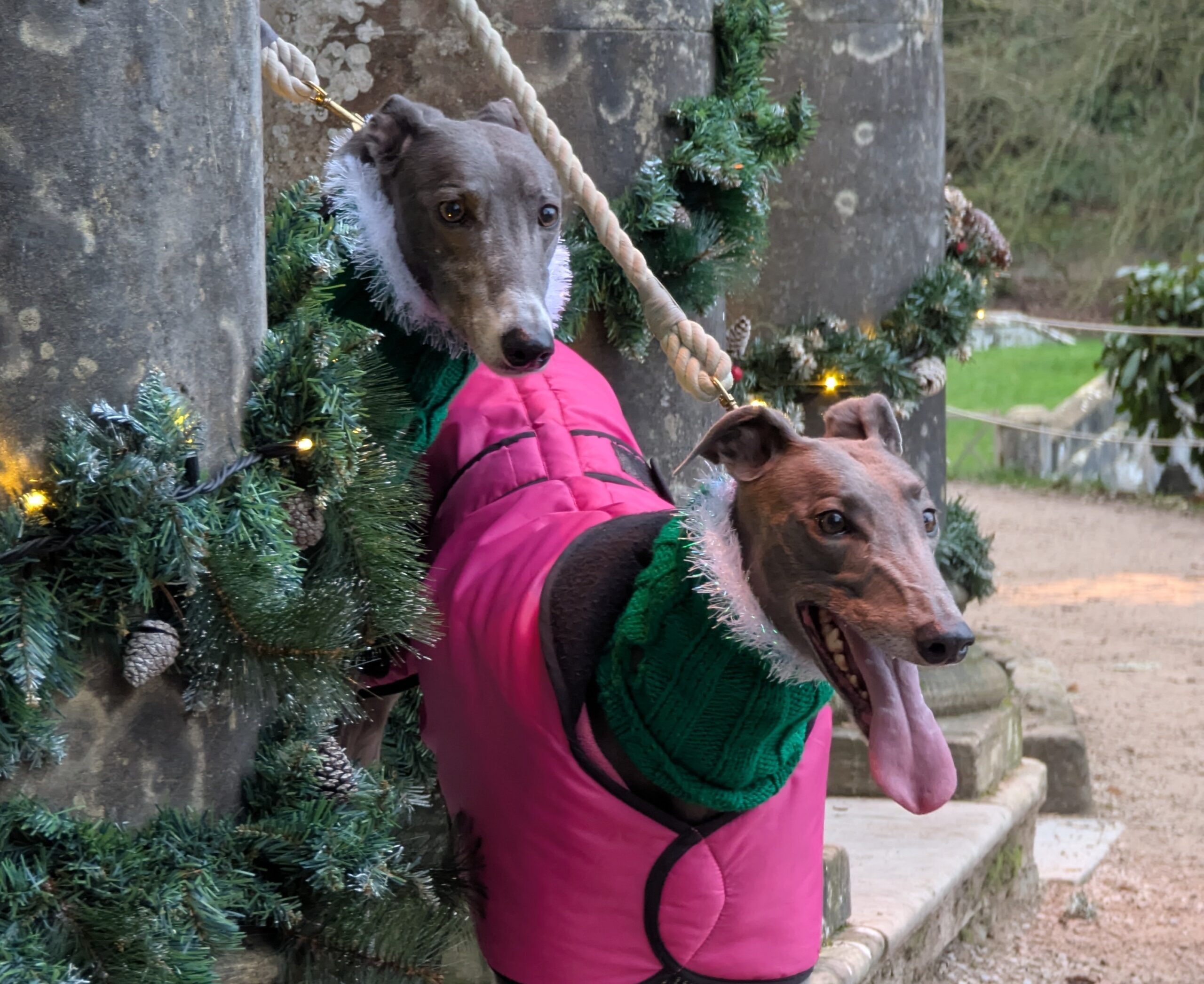 greyhounds at stourhead