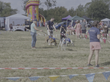 sighthounds in a field with the fair in the background