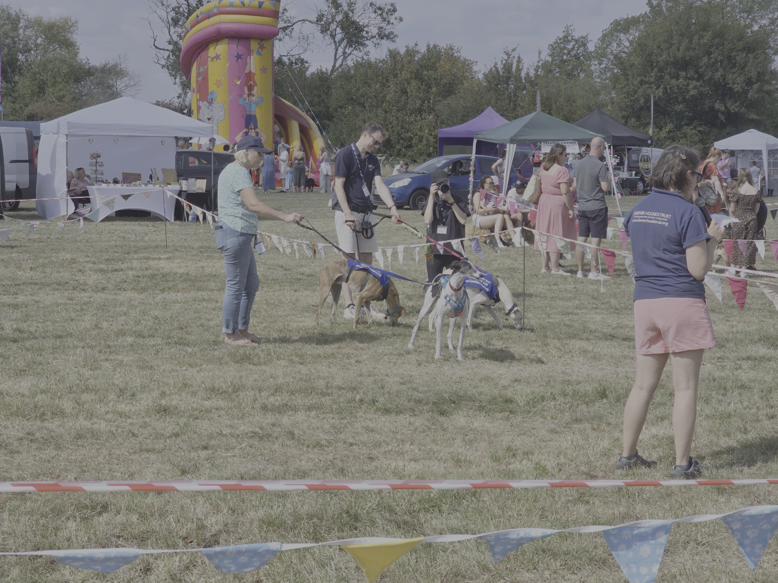 sighthounds in a field with the fair in the background
