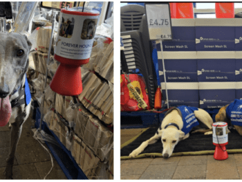 Sighthounds collecting in Tesco Tetbury