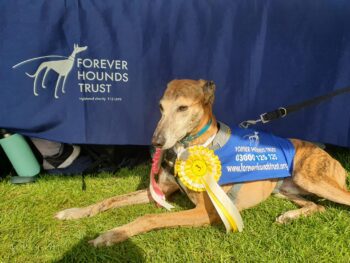 Sighthound in front of stall with rosette