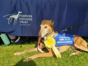 Sighthound in front of stall with rosette