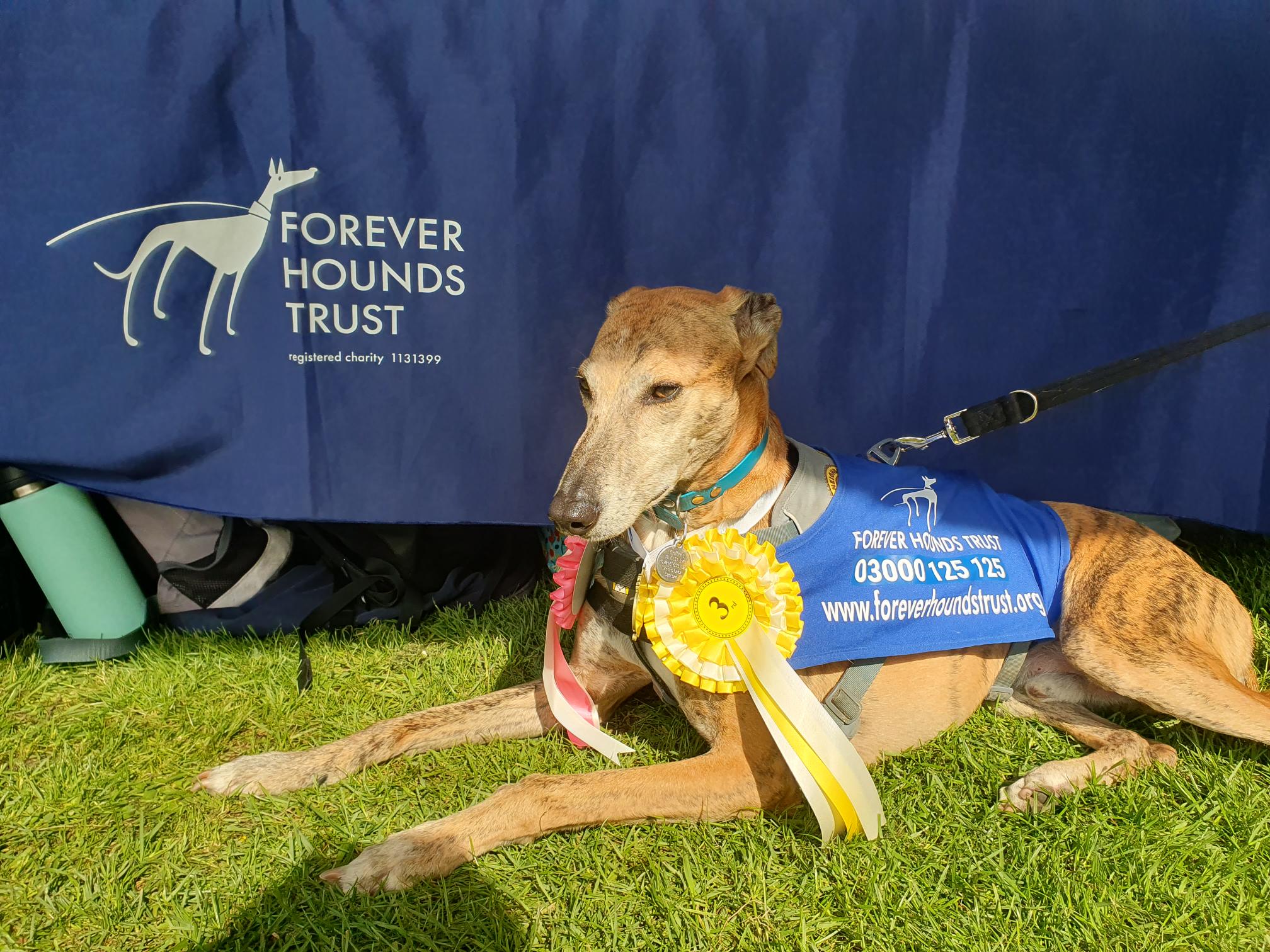 Sighthound in front of stall with rosette