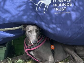 Greyhound peeking out from under stall