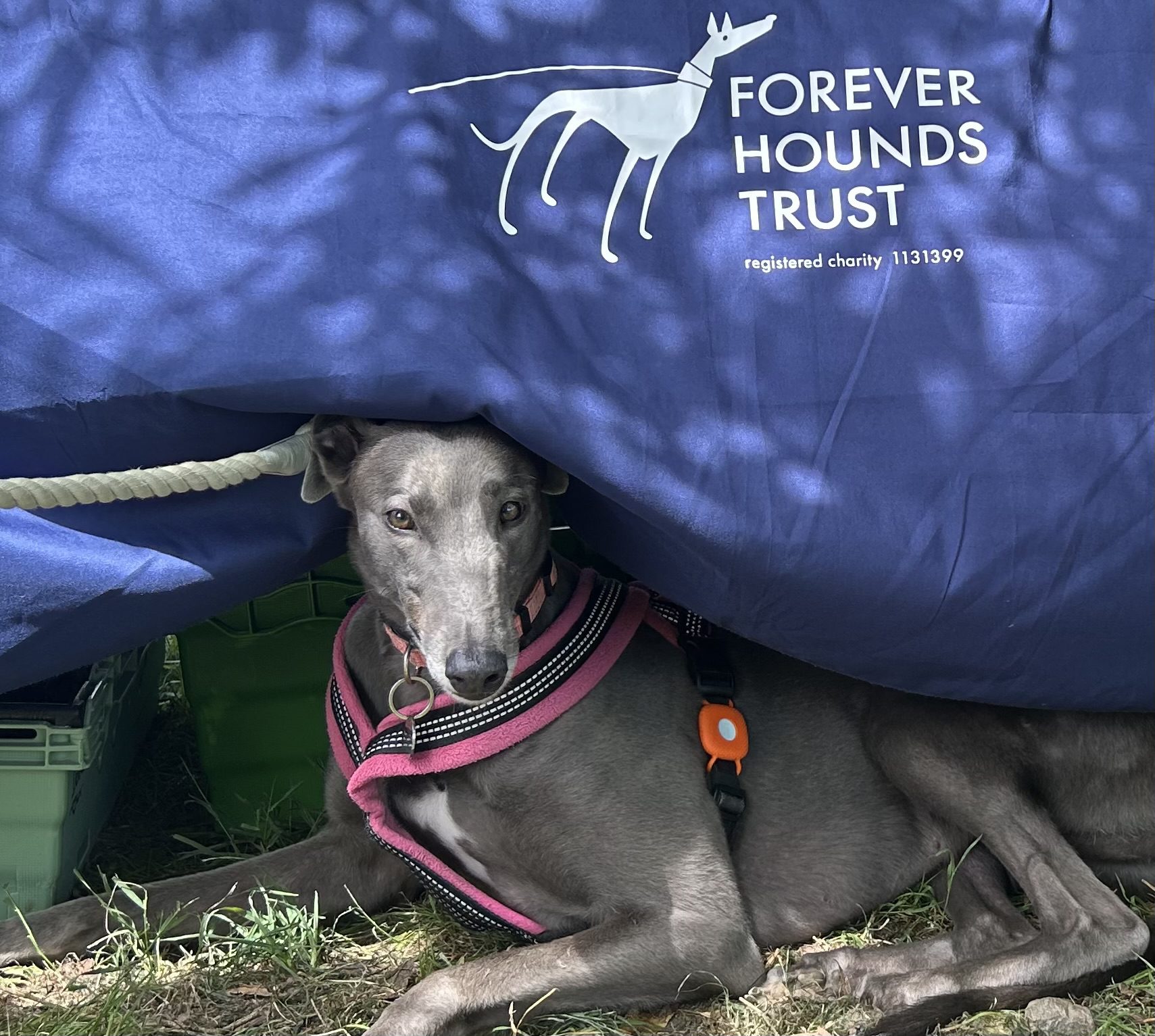 Greyhound peeking out from under stall