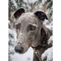 Greyhound charity Christmas cards – A Walk Through Winter Pines by Forever Hounds Trust