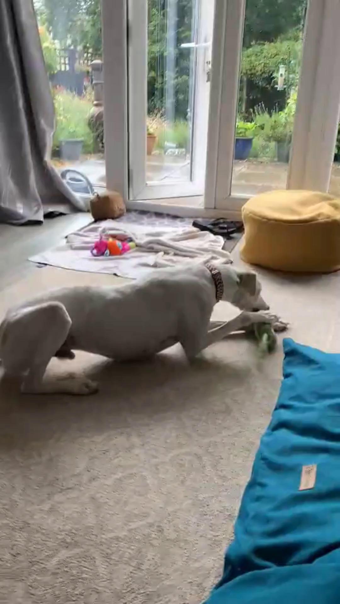 Forever Hounds Trust