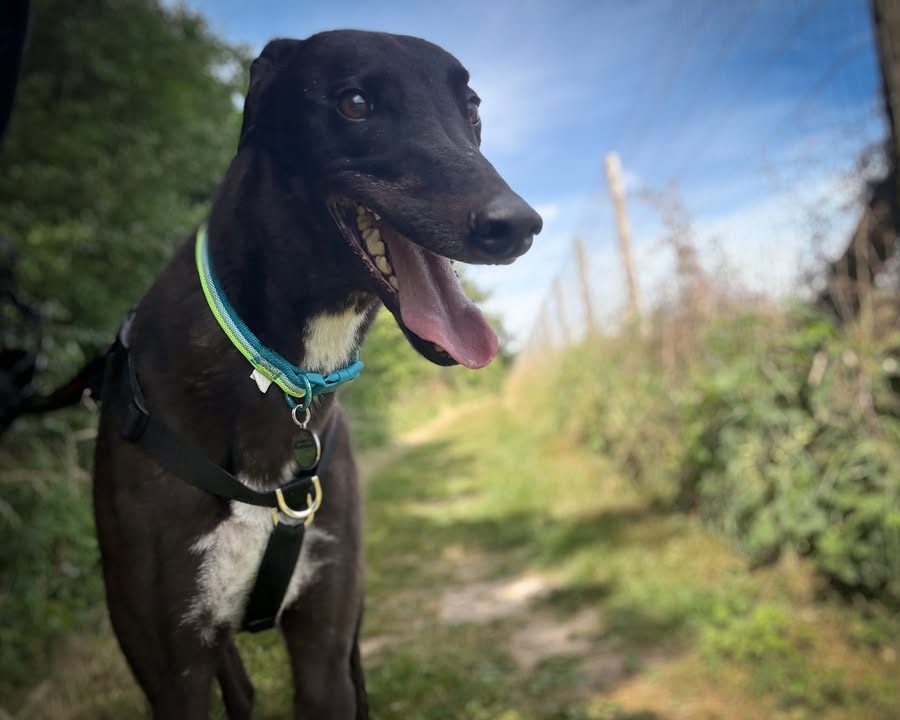 Forever Hounds Trust