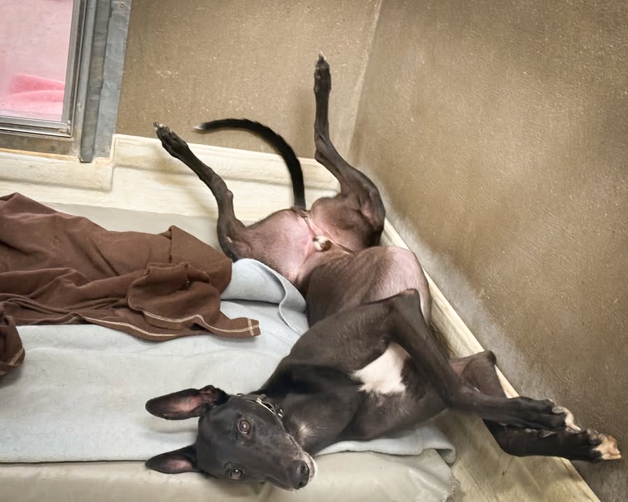 Forever Hounds Trust