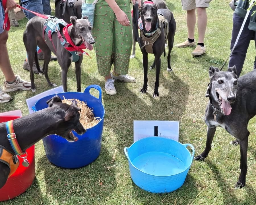 Forever Hounds Trust