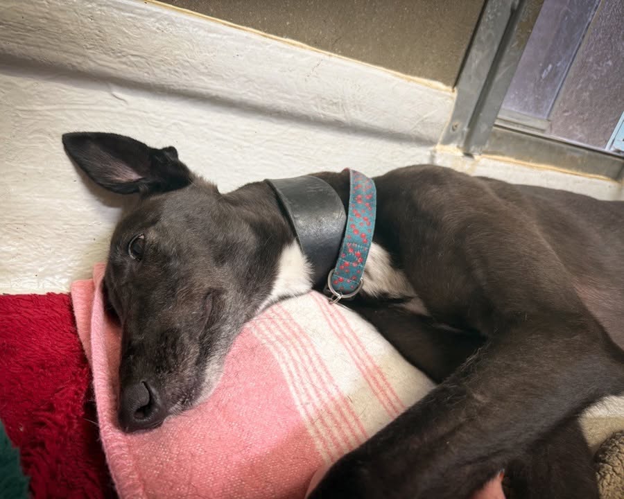 Forever Hounds Trust