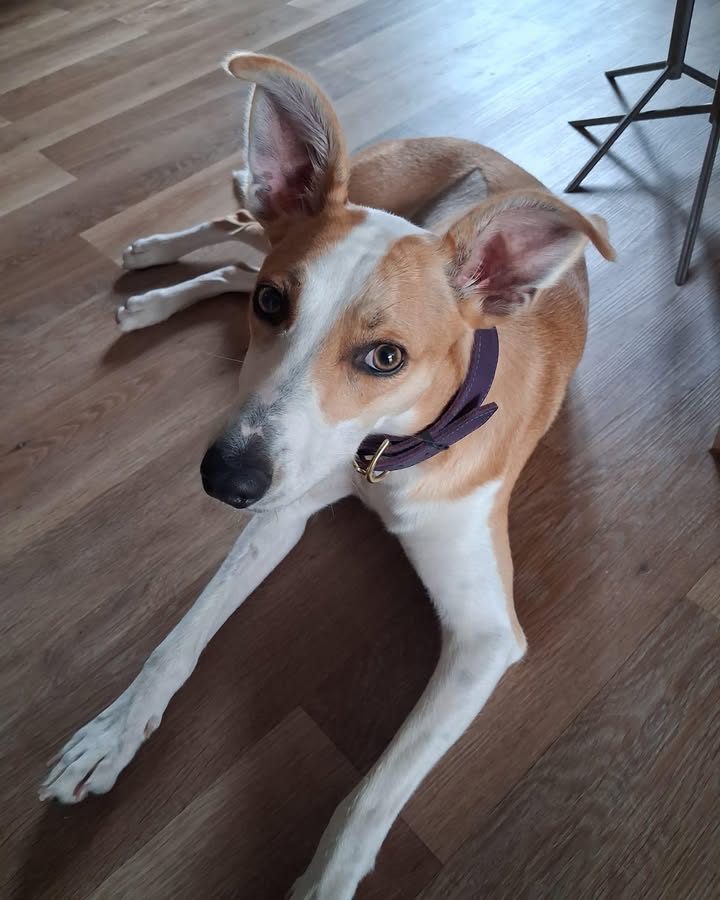 Forever Hounds Trust