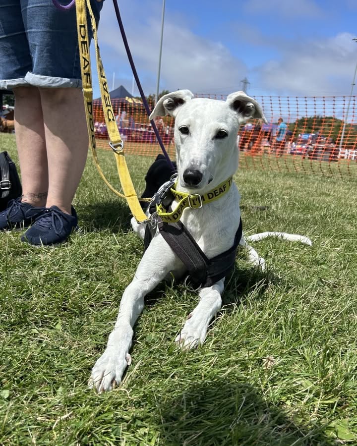 Forever Hounds Trust