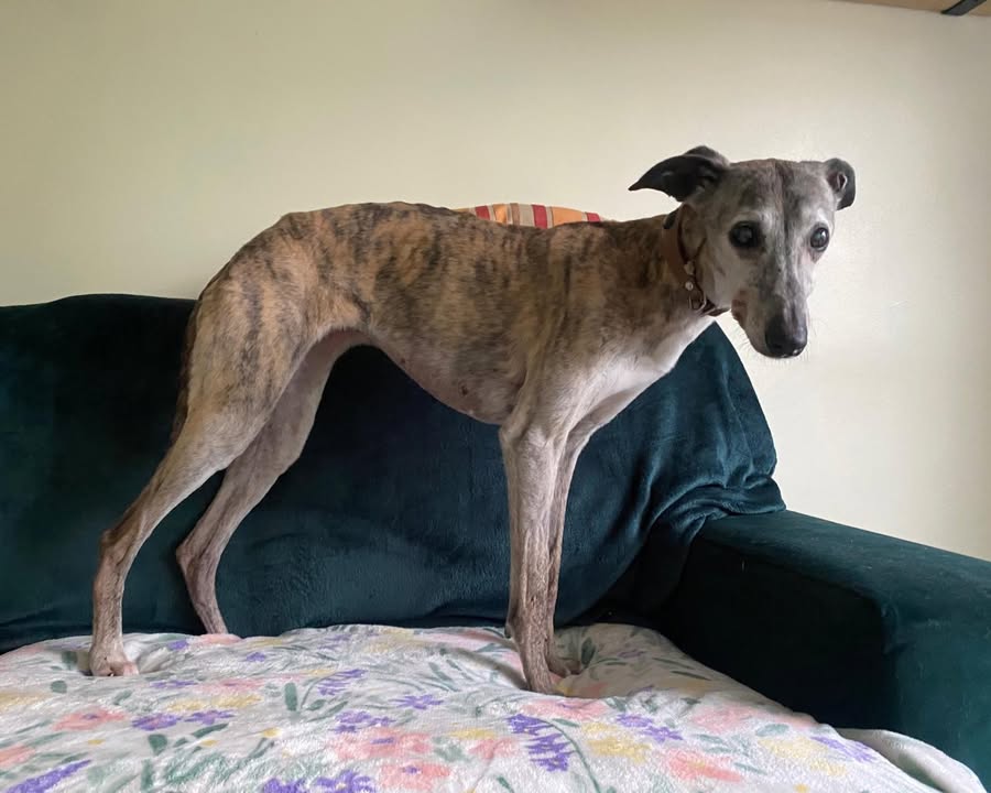 Forever Hounds Trust
