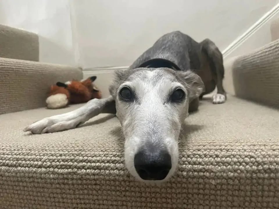 Forever Hounds Trust