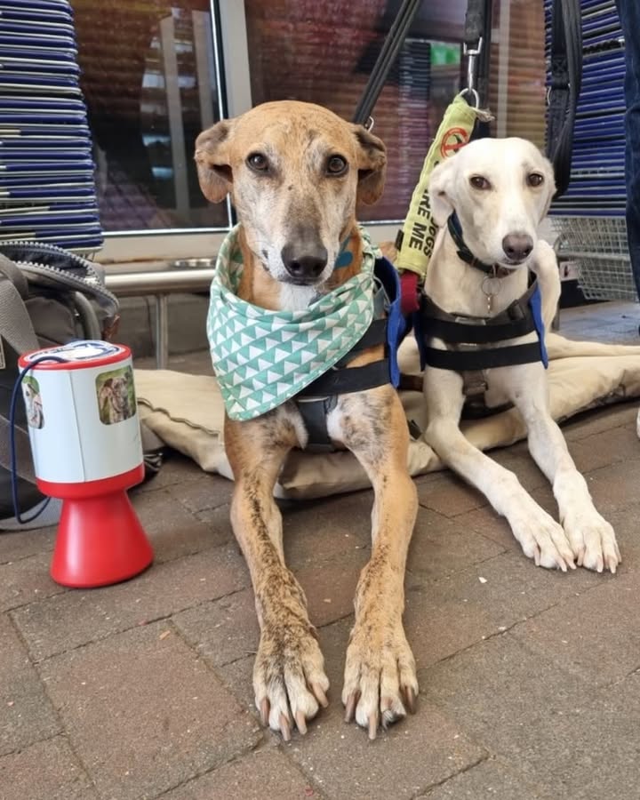 Forever Hounds Trust