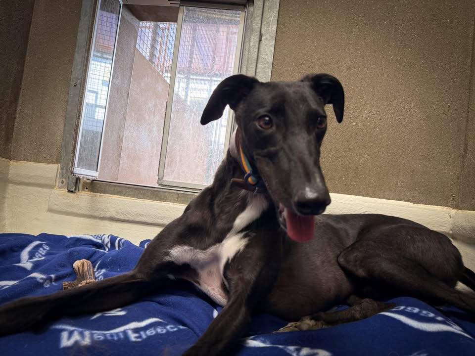 Forever Hounds Trust