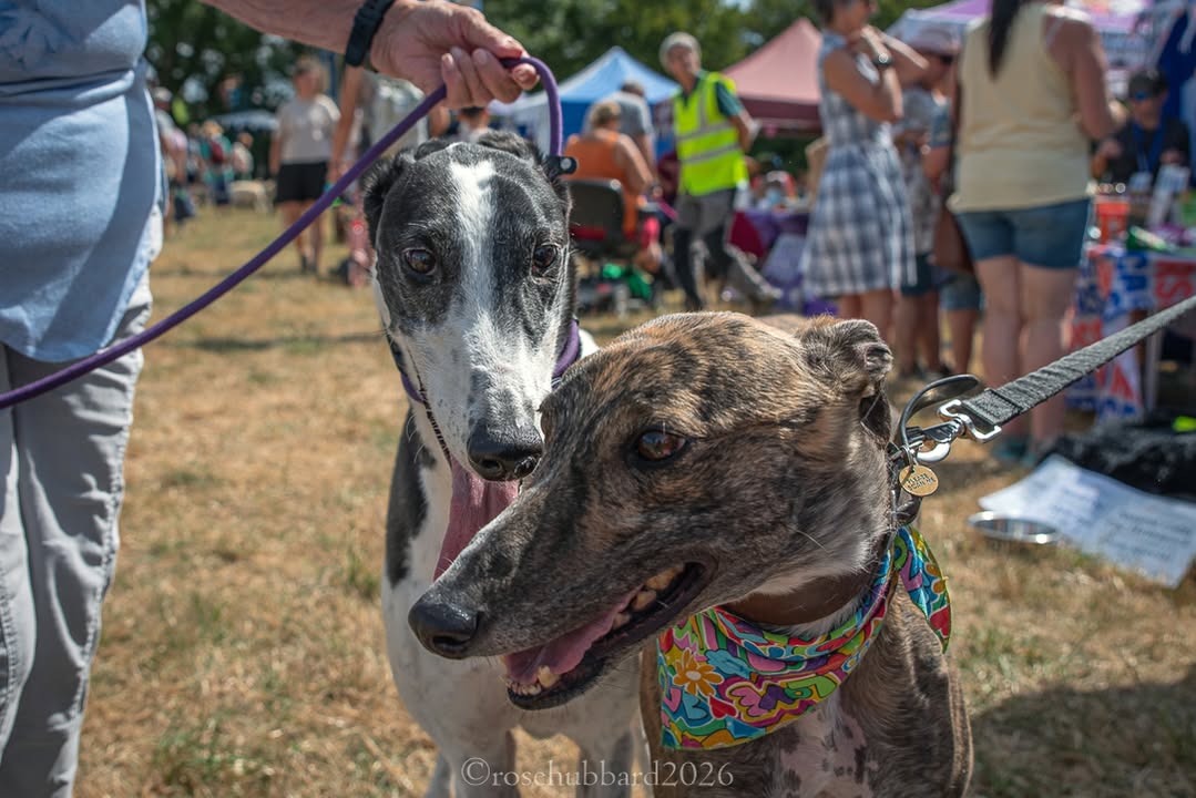 Forever Hounds Trust