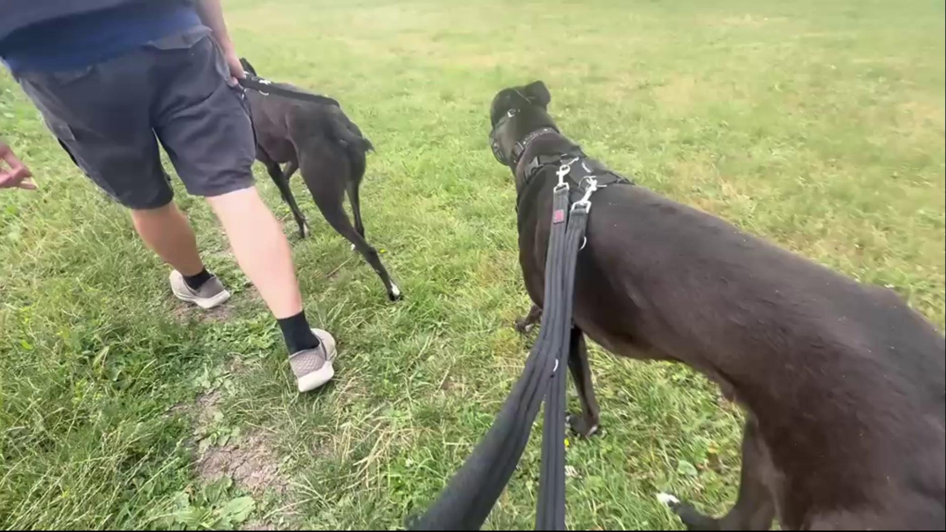 Forever Hounds Trust