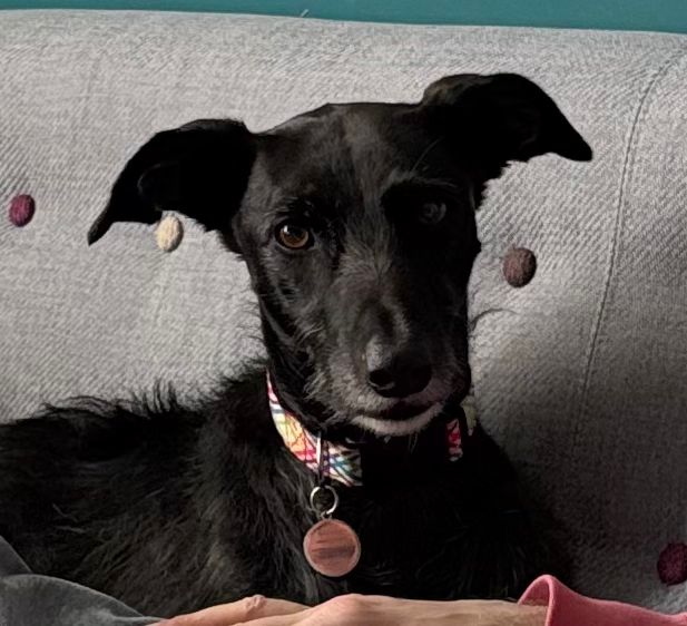 Forever Hounds Trust