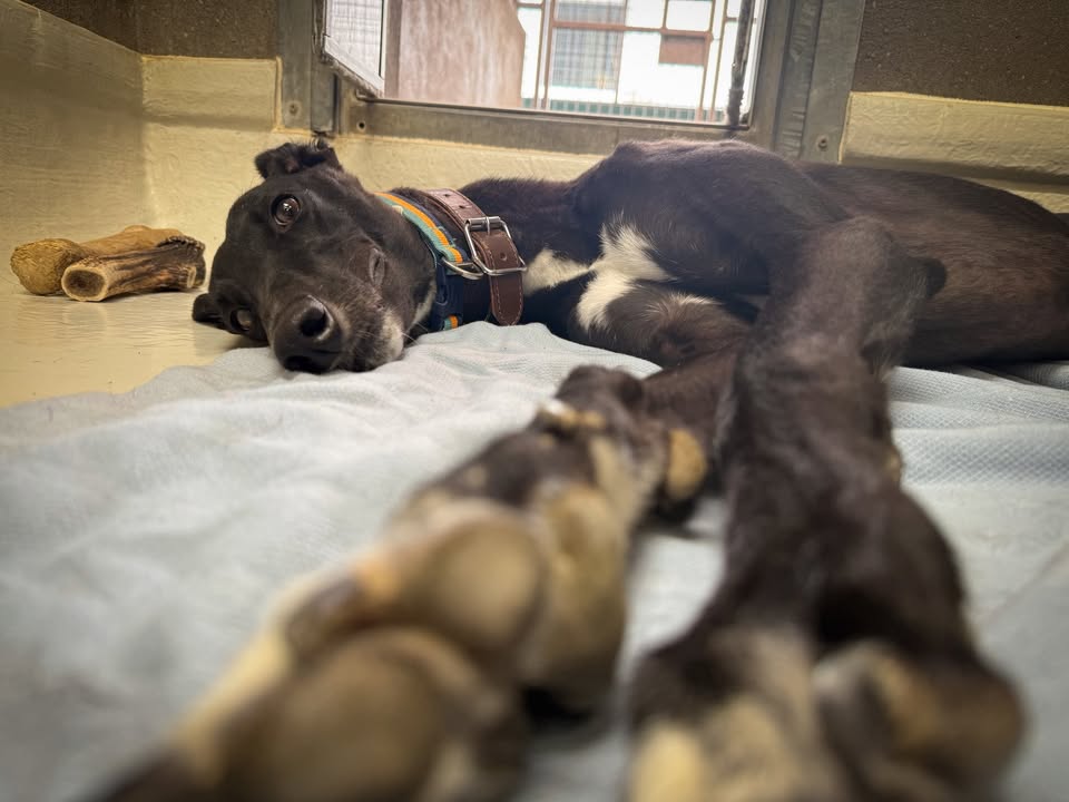 Forever Hounds Trust