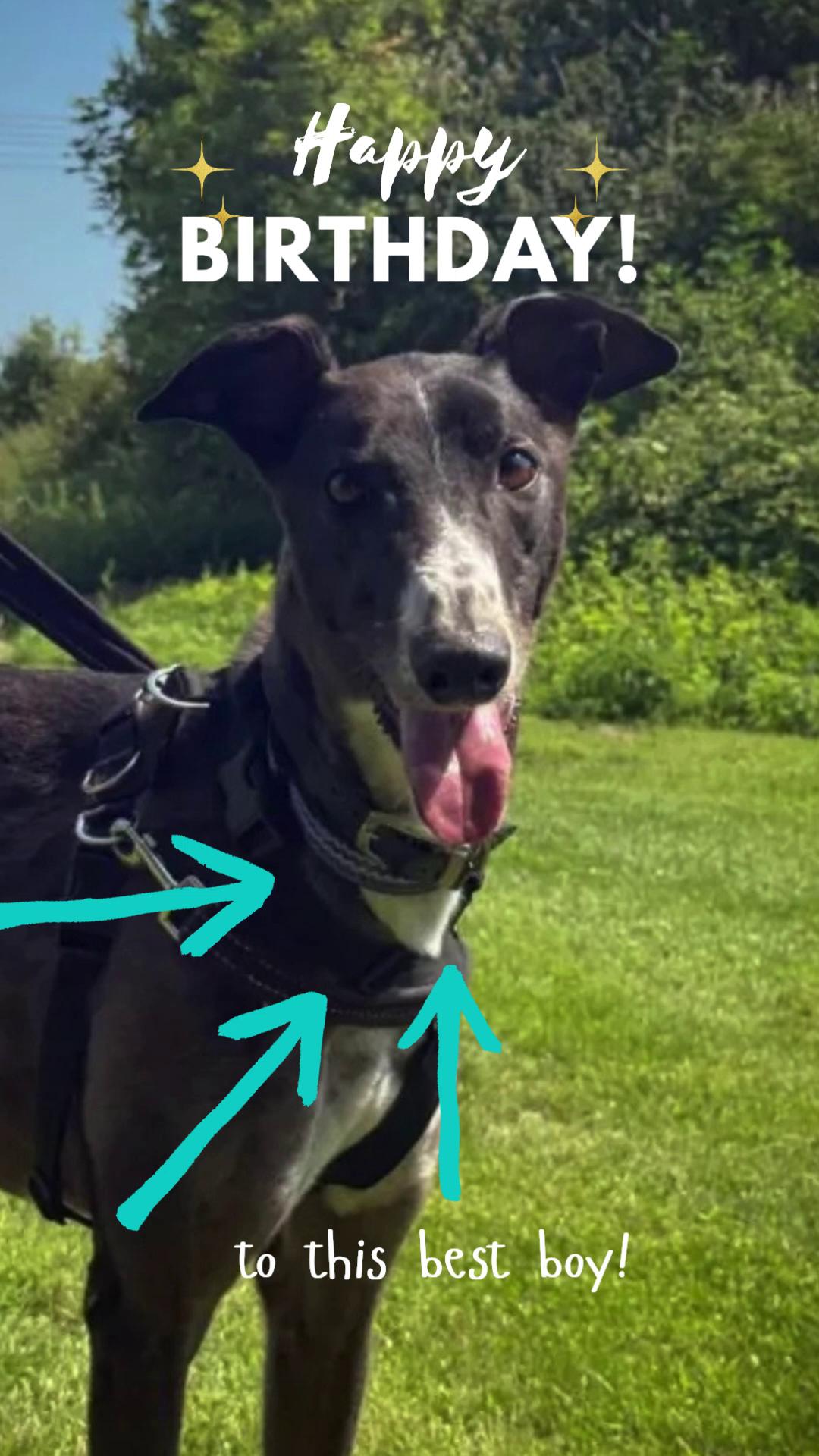 Forever Hounds Trust