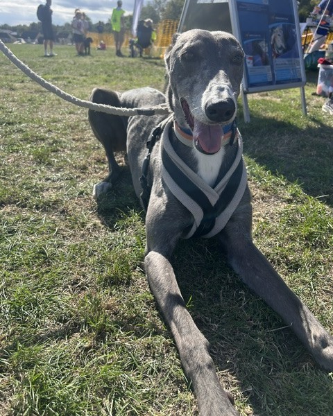 Forever Hounds Trust