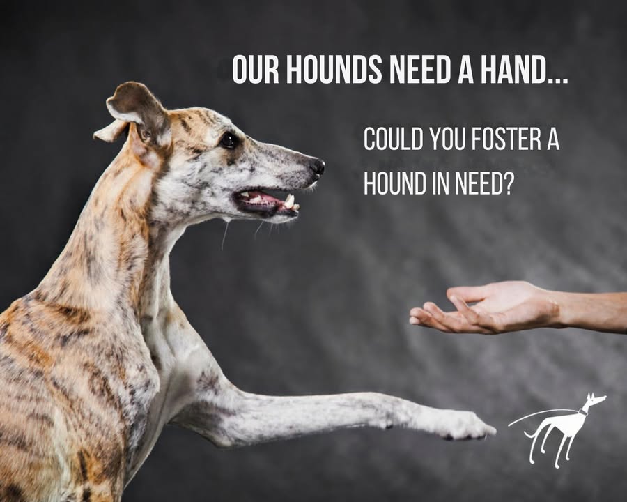 Forever Hounds Trust